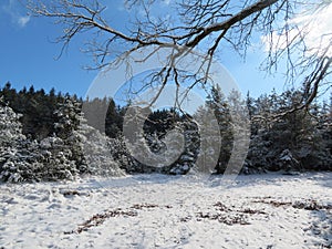 Winter landscape around the LangbÃ¼rgner See in Bavaria