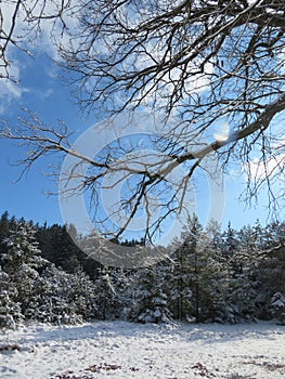 Winter landscape around the LangbÃ¼rgner See in Bavaria