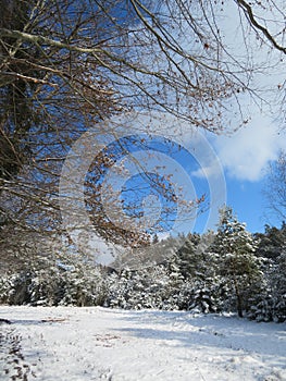 Winter landscape around the LangbÃ¼rgner See in Bavaria