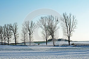 Winter landscape: avenue of trees