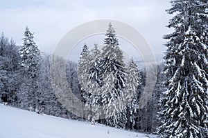 Winter landscape between Azuga and Grecul peak towards Gura Diham chalet