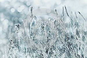 Winter landscape or background of blue flowers in the snow and frost on a cold day. Macro nature. Beautiful snowbound meadow.