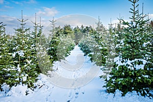 Winter landscape background. A footpath with footprints leads through a tree nursery with small and large snow-covered fir trees.