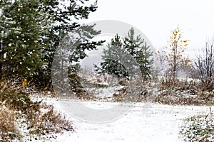 Winter landscape background of wonderland forest of Christmas pine trees and snow falling snowflakes