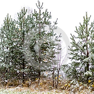 Winter landscape background of wonderland forest of Christmas pine trees and snow falling snowflakes