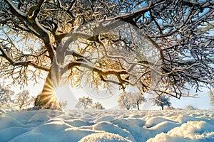 Winter landscape: backlit tree on a field