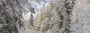 Winter landscape, banner - view of the snowy branches in the winter mountain forest
