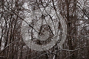 Winter landscape: bare trees covered with snow