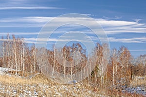 Winter landscape with bare trees and dry yellow grass covered with first snow under blue sky with feather clouds