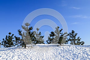 Winter landscape. Beautiful Christmas trees, covered with snow, stand on a hill in the forest, park against the sky