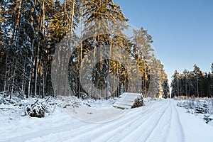 Winter landscape, beautiful forest in a winter.