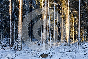 Winter landscape, beautiful forest in a winter.