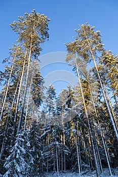 Winter landscape, beautiful forest in a winter.