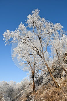 Winter Landscape with beautiful hoarfrost and rime on trees