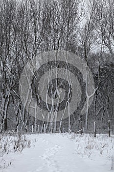 Winter landscape in Belgium