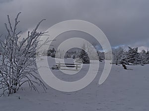 Winter landscape with benches covered by deep snow, bare frozen bush and snow-covered coniferous trees on Schliffkopf, Germany.