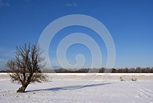 Winter landscape in the Biesbosch