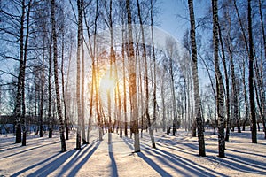 Winter landscape birch forest blue sky sunny day.