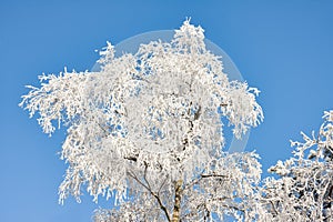 Winter landscape, Birch tree covered with hoarfrost and blue sky