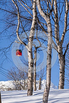 Winter landscape with birch trees and a red bird feeder