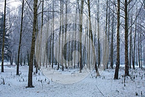 Winter landscape with Birches