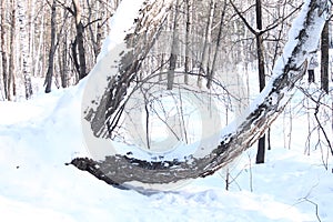 Winter landscape birches and sun