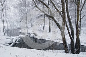 Winter landscape with blizzard in the forest