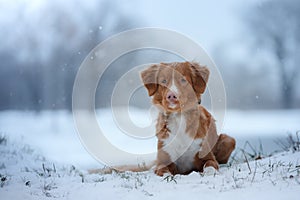 Winter landscape, blue chihuahua breed tollerdog on snow
