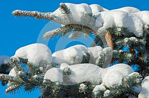 Winter landscape. a blue fir tree branch, the snow lies on the b