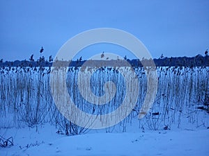 Winter landscape - blue hour