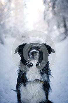 Winter landscape of border collie sitting in the snow