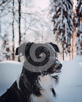 Winter landscape of border collie sitting in the snow