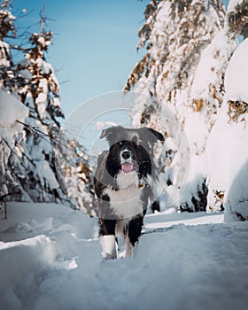 Winter landscape of border collie walking in the snow