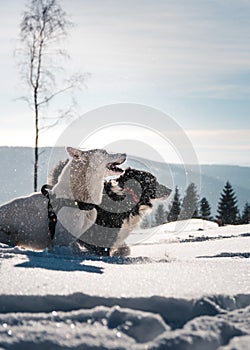 Winter landscape of border collie and white swiss shepherded dogs  playing in the snow
