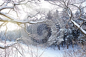 Winter landscape, branches covered with snow against the background of fir trees and frozen forest lake