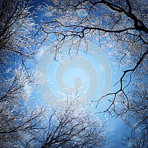 Winter landscape. Branches of trees covered with frost.