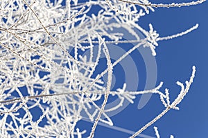 Winter landscape. Branches of trees covered with frost on blue sky background