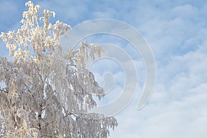 Winter landscape, branches of trees in frost