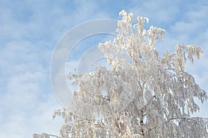 Winter landscape, branches of trees in frost