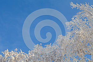 Winter landscape, branches of trees in frost