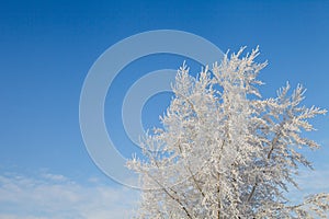Winter landscape, branches of trees in frost