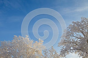 Winter landscape, branches of trees in frost