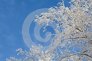 Winter landscape, branches of trees in frost