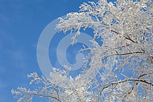 Winter landscape, branches of trees in frost