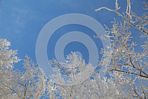 Winter landscape, branches of trees in frost