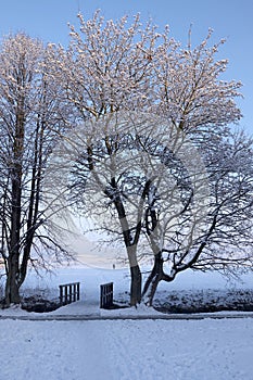 Winter Landscape at Bridge under Snowy Trees