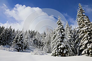 Winter landscape in bright sunny weather, spruce trees covered with snow on a mountain slope.