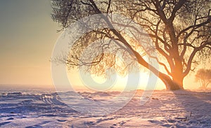Winter landscape with bright warm sunlight. Christmas background of nature on sunset with vibrant sun. Amazing foggy winter scene