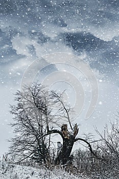 Winter landscape with broken lonely tree and cloudy sky during snowfall