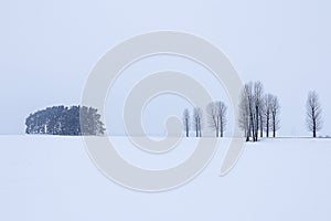 Winter landscape: bushes and trees among a snow-covered field on a gray winter day